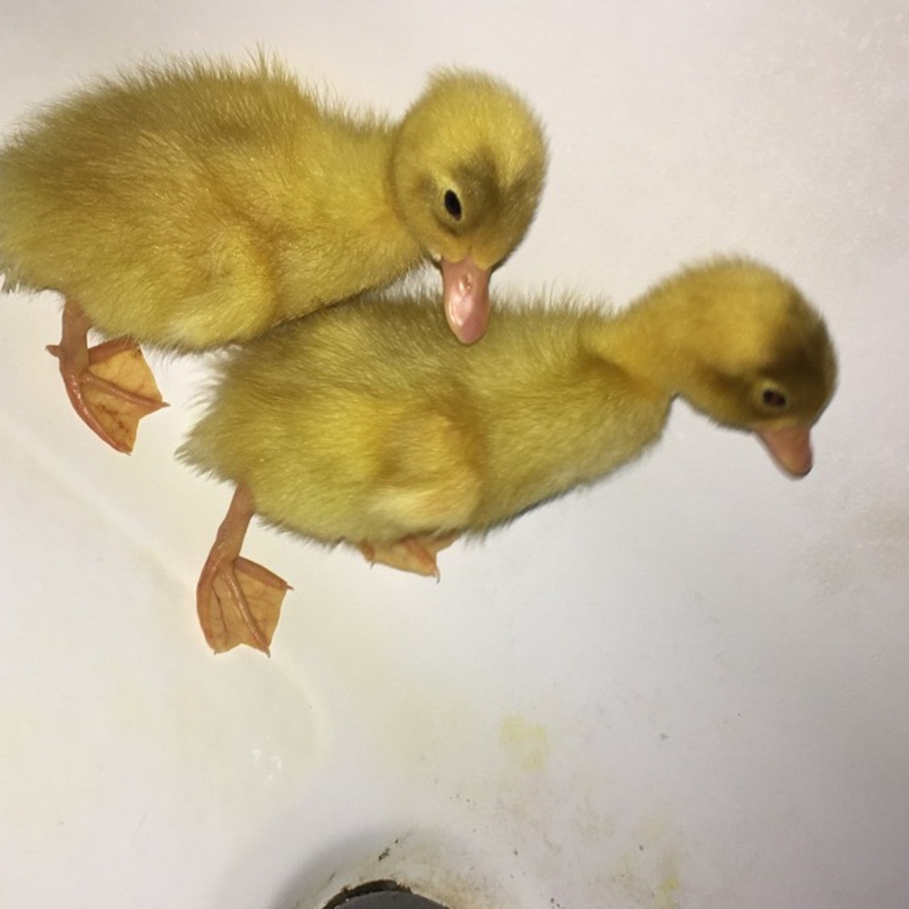 Meet your Posher, Daija